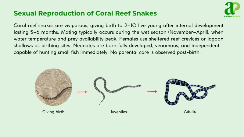 Sexual Reproduction of Coral Reef Snakes