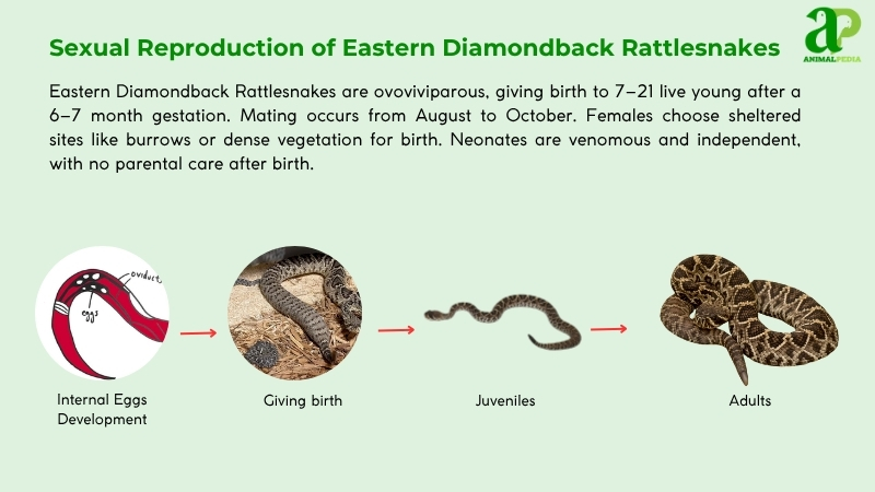 Sexual Reproduction of Eastern Diamondback Rattlesnakes