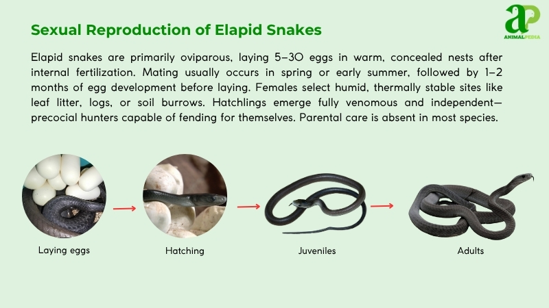 Sexual Reproduction of Elapid Snakes