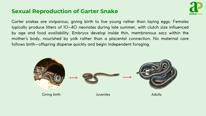 Sexual Reproduction of Garter Snake