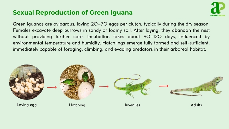 Sexual Reproduction of Green Iguana