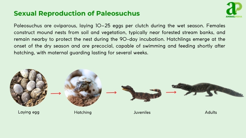 Sexual Reproduction of Paleosuchus