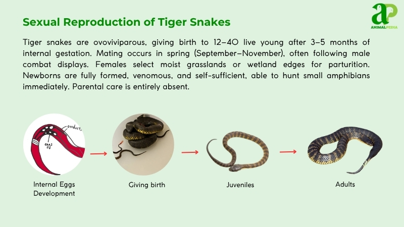Sexual Reproduction of Tiger Snakes