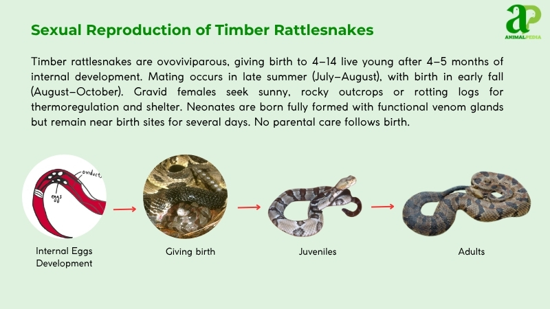 Sexual Reproduction of Timber Rattlesnakes