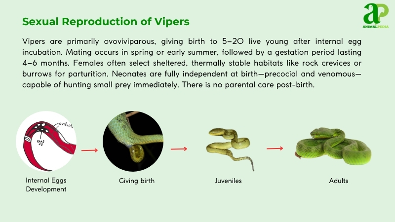Sexual Reproduction of Vipers
