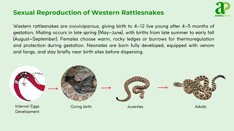 Sexual Reproduction of Western Rattlesnakes