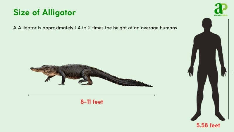 Size of Alligator compared with humans