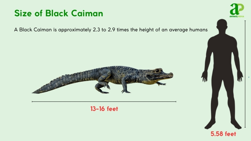 Size of Black Caiman compared with humans