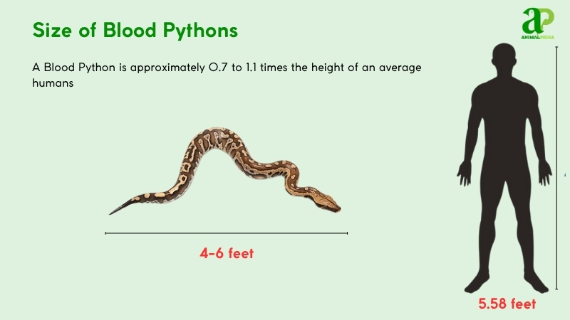 Size of Blood Pythons compared with humans