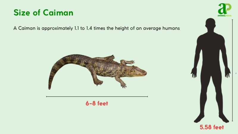 Size of Caiman compared with humans