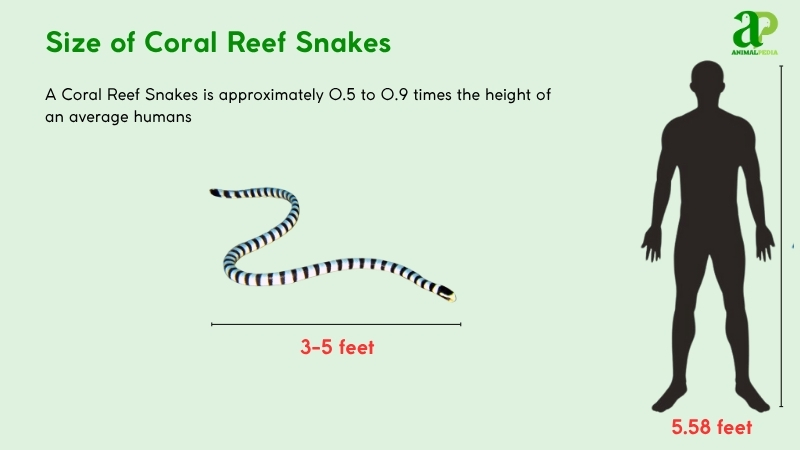 Size of Coral Reef Snakes compared with humans