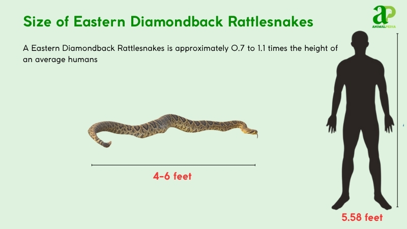 Size of Eastern Diamondback Rattlesnakes compared with humans
