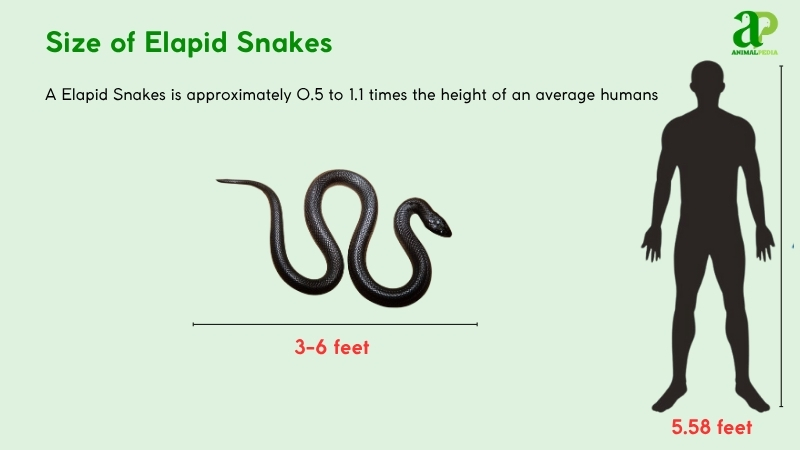 Size of Elapid Snakes compared with humans