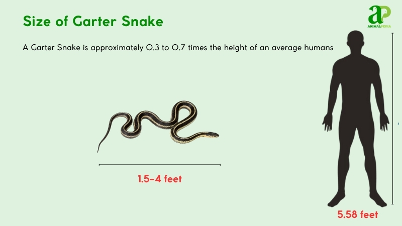 Size of Garter Snake compared with humans