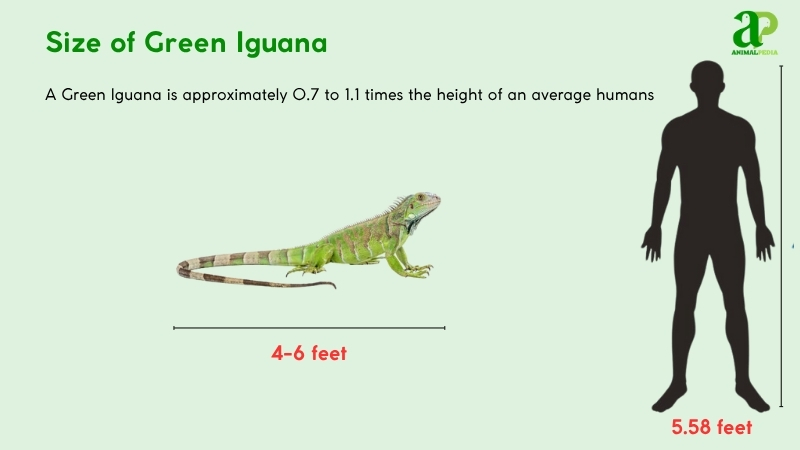 Size of Green Iguana compared with humans