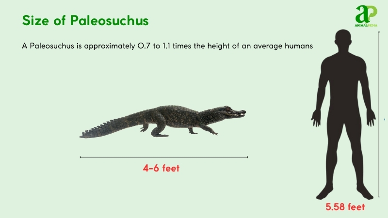 Size of Paleosuchus compared with humans