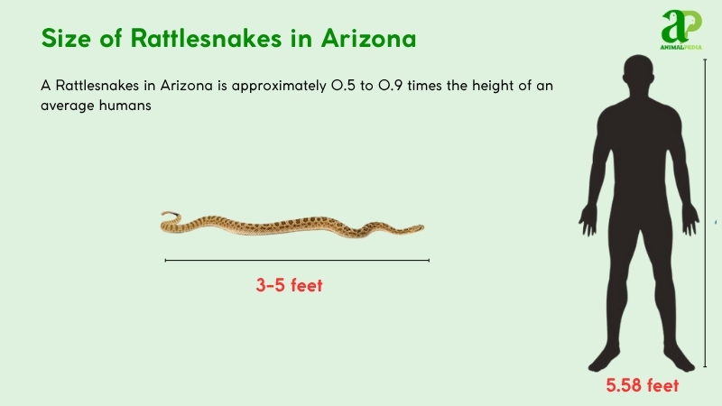Size of Rattlesnakes in Arizona compared with humans