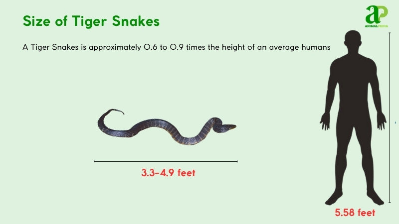 Size of Tiger Snakes compared with humans