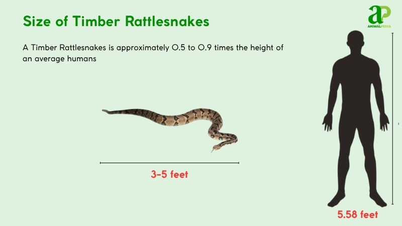 Size of Timber Rattlesnakes compared with humans