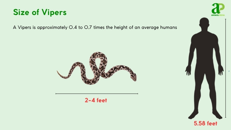 Size of Vipers compared with humans