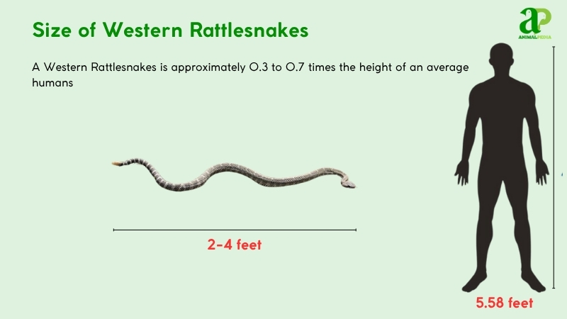 Size of Western Rattlesnakes compared with humans