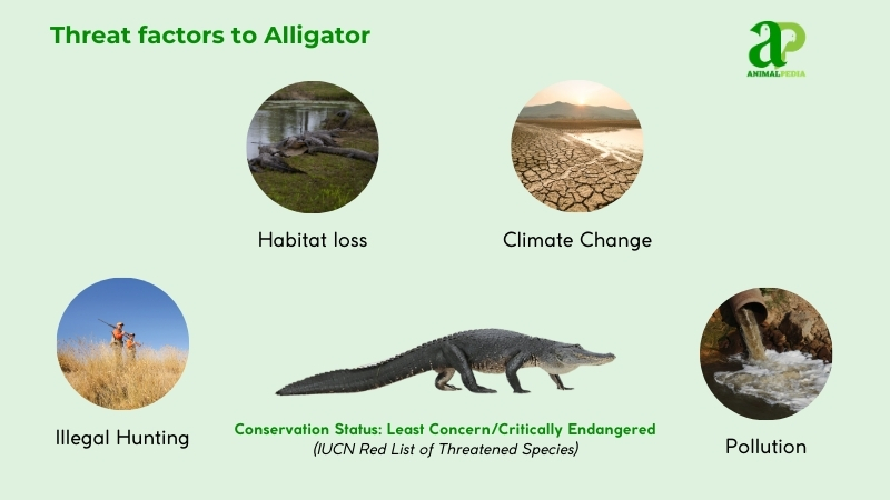 Threat factors to Alligator