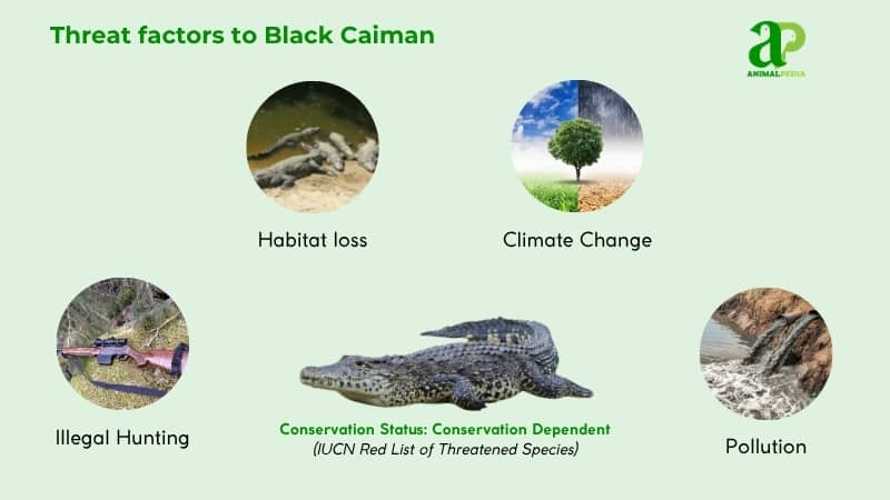 Threat factors to Black Caiman
