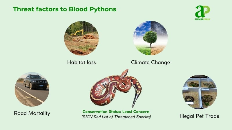 Threat factors to Blood Pythons
