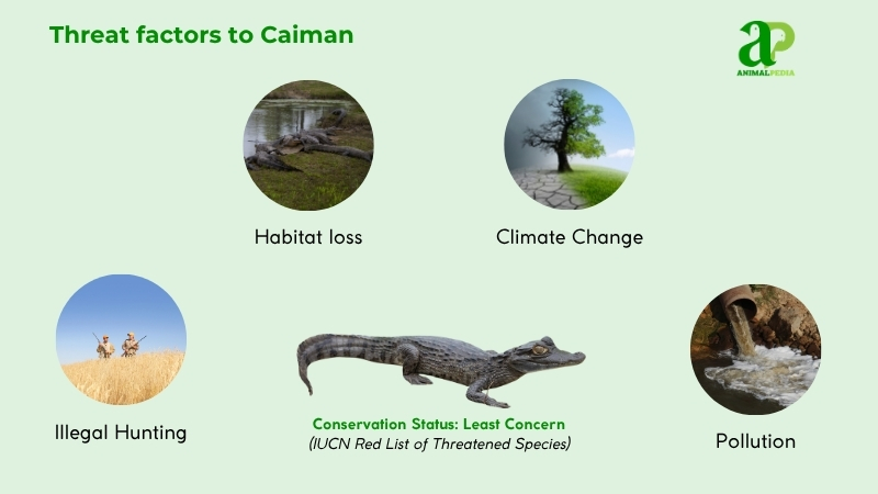 Threat factors to Caiman