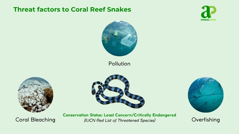 Threat factors to Coral Reef Snakes