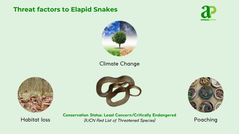 Threat factors to Elapid Snakes