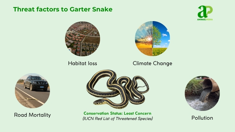 Threat factors to Garter Snake