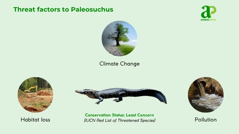 Threat factors to Paleosuchus