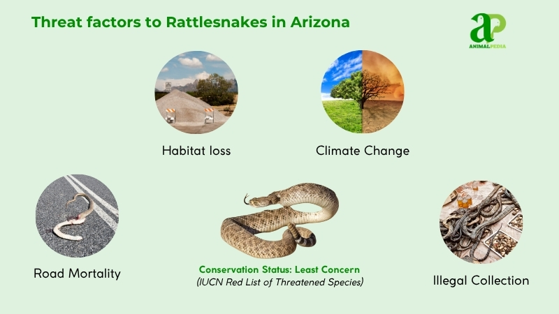 Threat factors to Rattlesnakes in Arizona