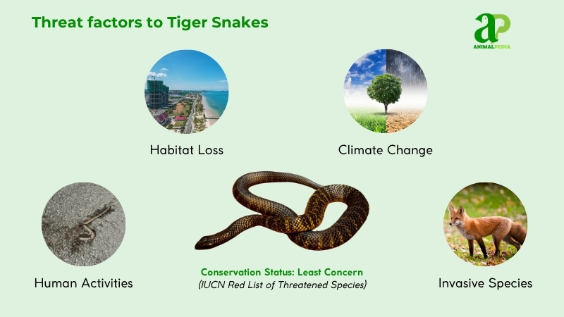 Threat factors to Tiger Snakes
