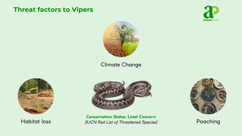 Threat factors to Vipers