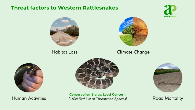 Threat factors to Western Rattlesnakes