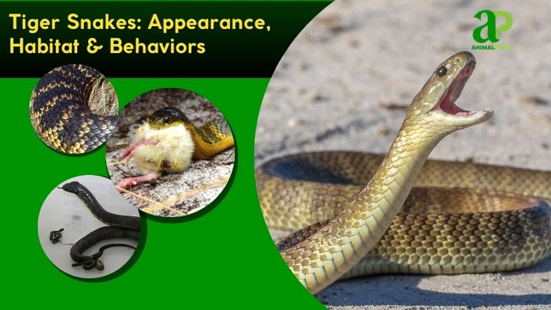 Tiger Snakes species guide