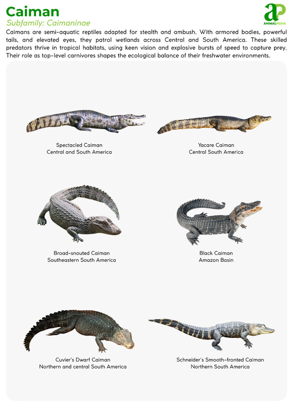 Various species of Caiman