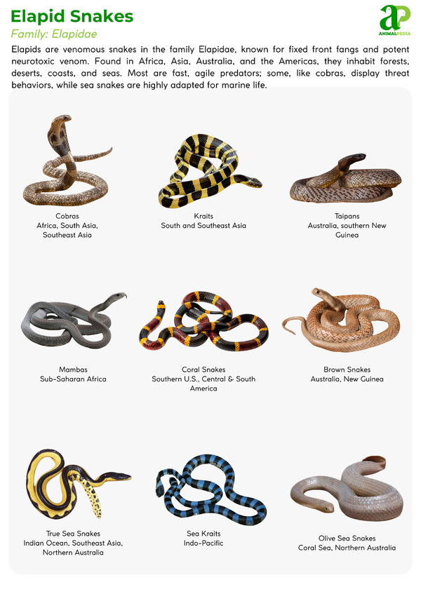 Various species of Elapid Snakes