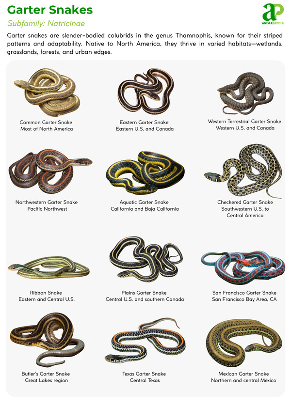 Various species of Garter Snake