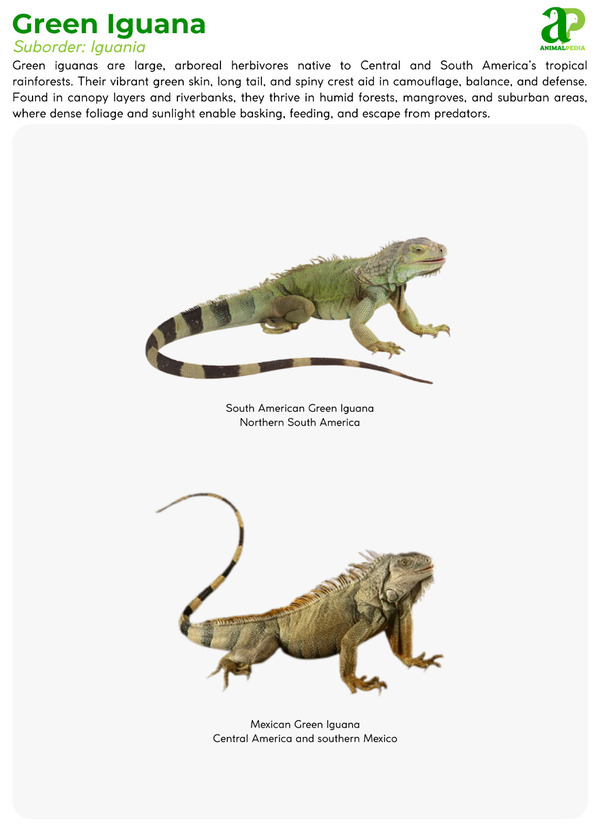 Various species of Green Iguana