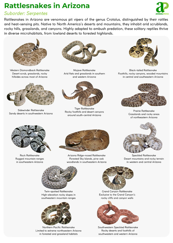 Various species of Rattlesnakes in Arizona