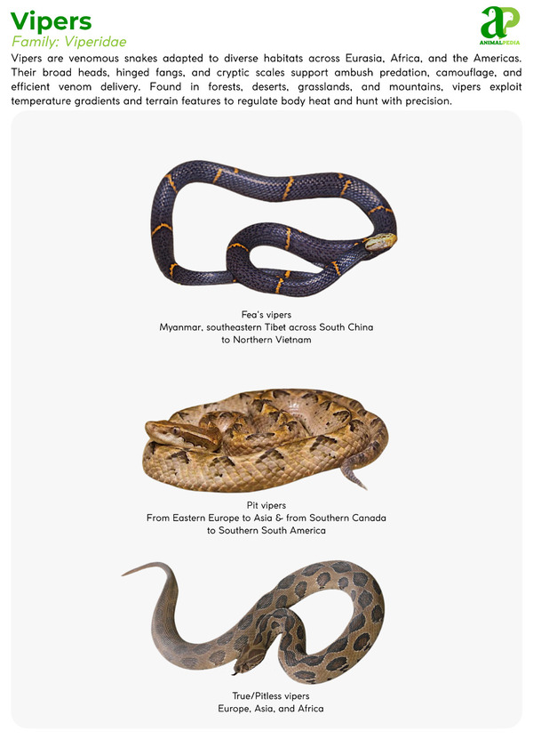 Various species of Vipers