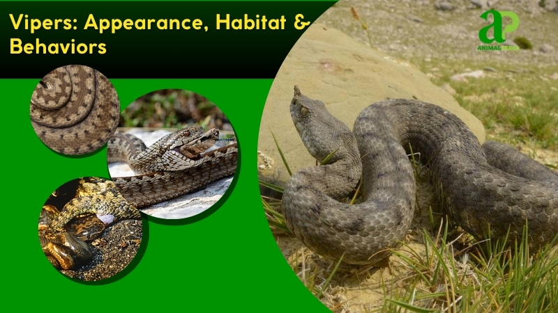 Vipers species guide