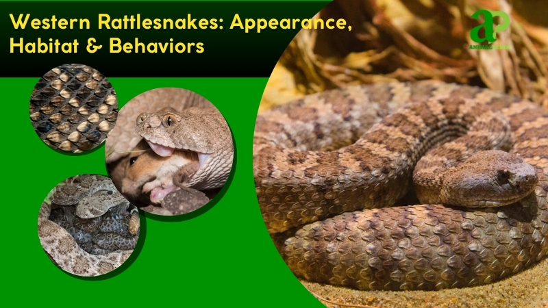 Western Rattlesnakes species guide