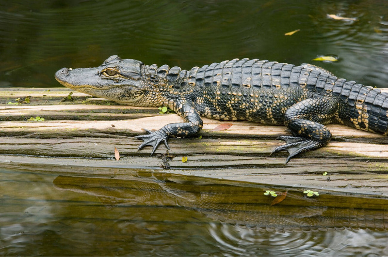 alligator active swimming and leisurely stroll by water's edge
