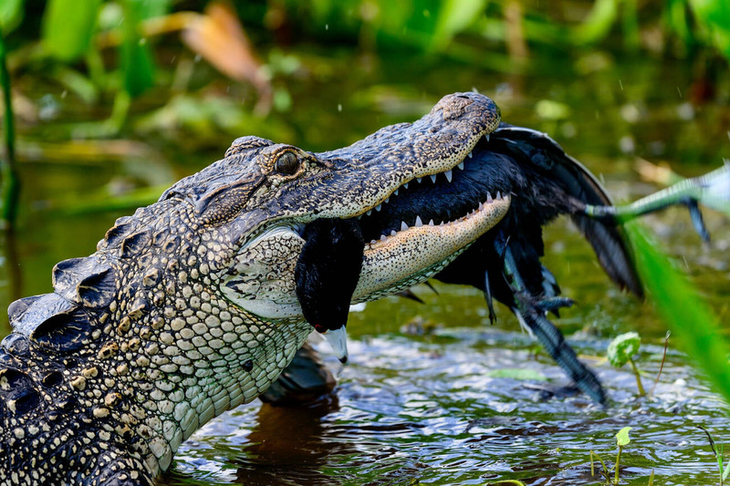 alligator hunting technique and jaws attack near water's edge