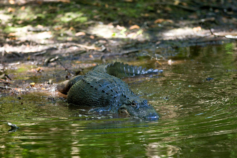 alligator land movement and agility across terrain