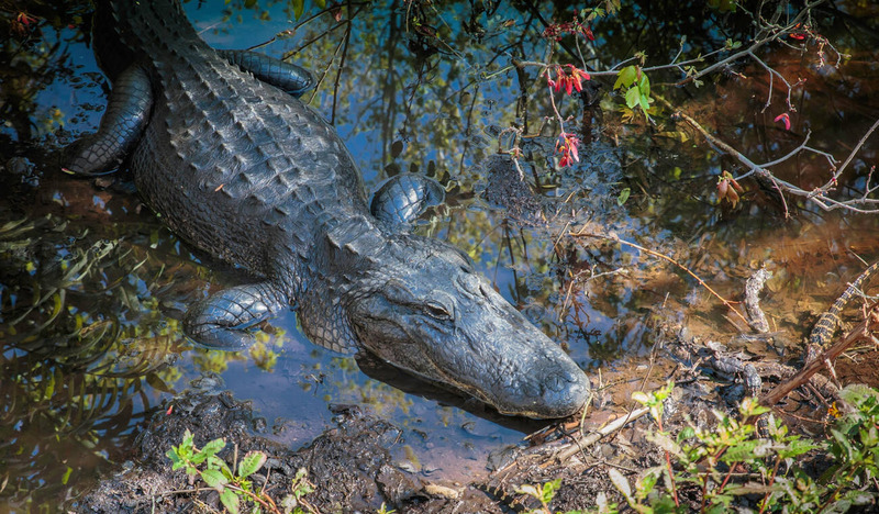 alligator physical characteristics and U-shaped snout in Everglades